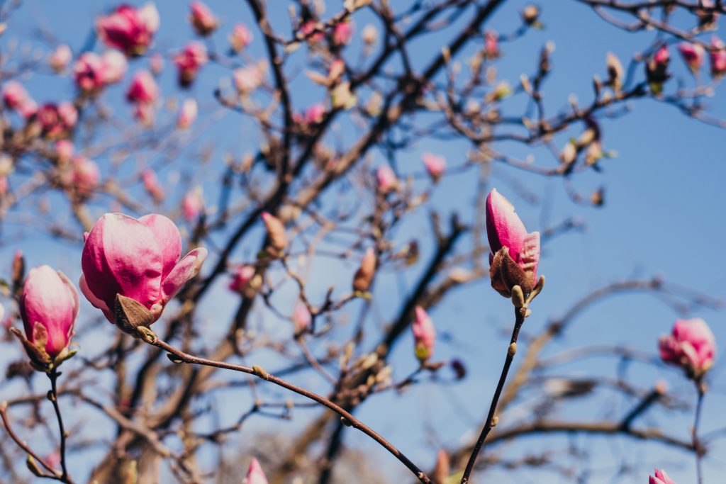Magnolia tree blossom 9 - free stock photo