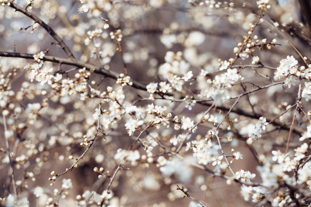 White tree blossom 15 - free stock photo