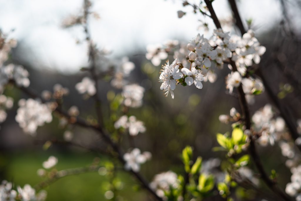 White tree blossom 16 - free stock photo