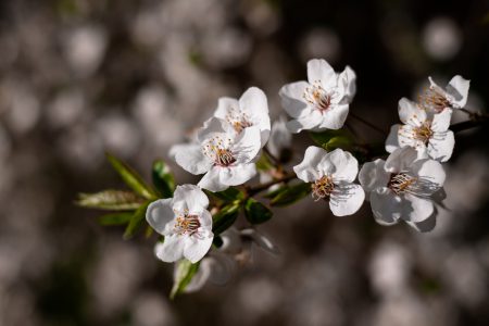 White tree blossom 17 - free stock photo