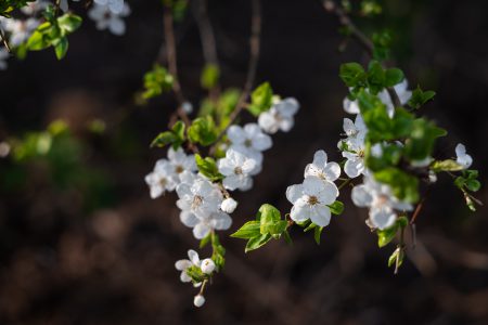 White tree blossom 21 - free stock photo