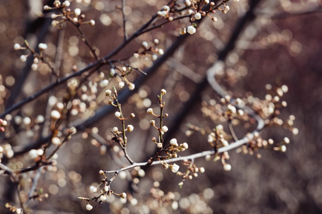 White tree blossom 24 - free stock photo
