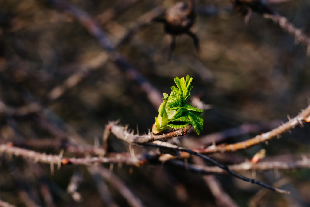 Wild rose bush coming to life - free stock photo