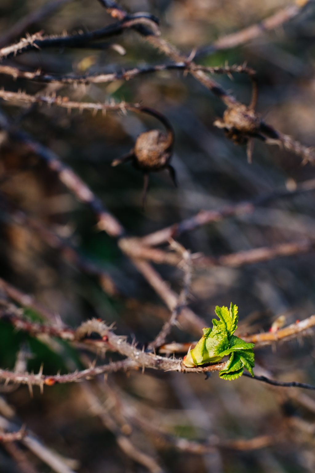 Wild rose bush coming to life 2 - free stock photo