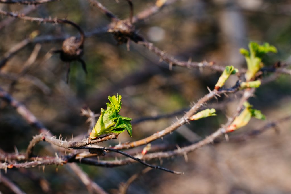 wild rose bush coming to life 3 1024x683 - Have you Heard? Breathalyzers Is Your Finest Wager To Develop