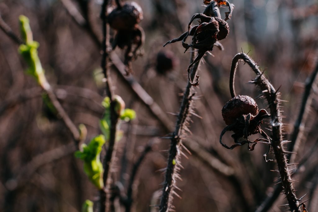 wild_rose_bush_coming_to_life_4-1024x683