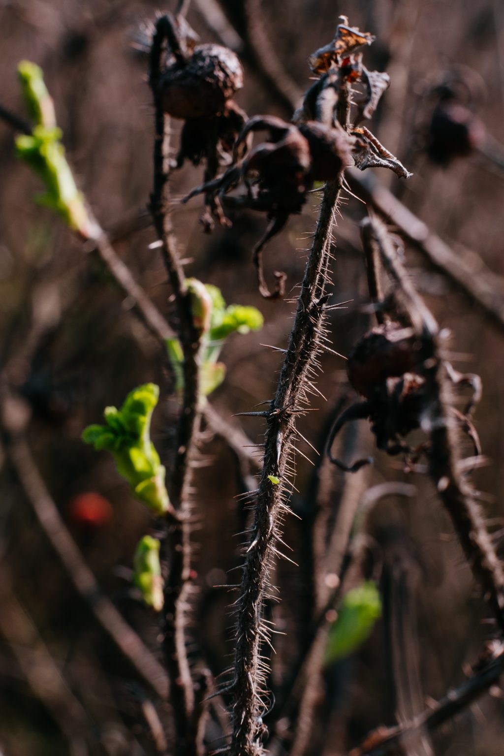 Wild rose bush coming to life 5 - free stock photo