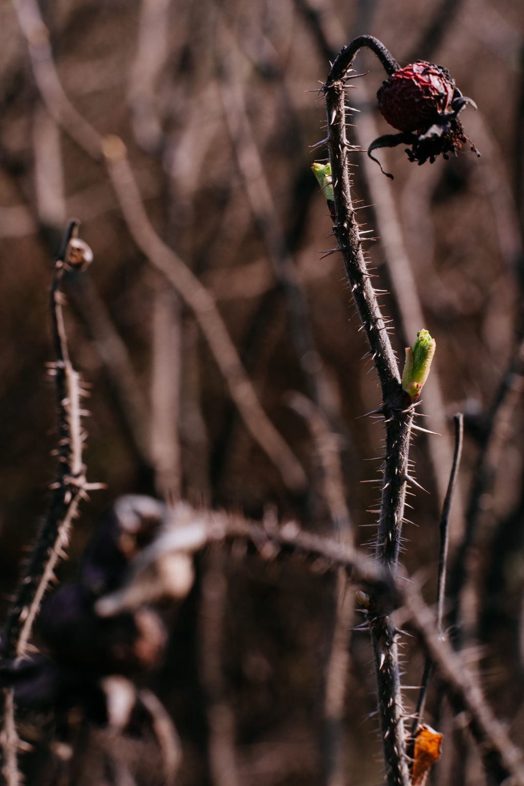 Wild rose bush coming to life 7 - free stock photo