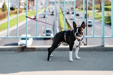 Boston Terrier on a walk in the city - free stock photo