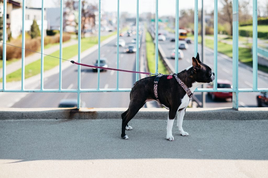 Boston Terrier on a walk in the city 2 - free stock photo