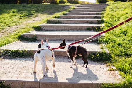 Dogs on a walk in the park - free stock photo