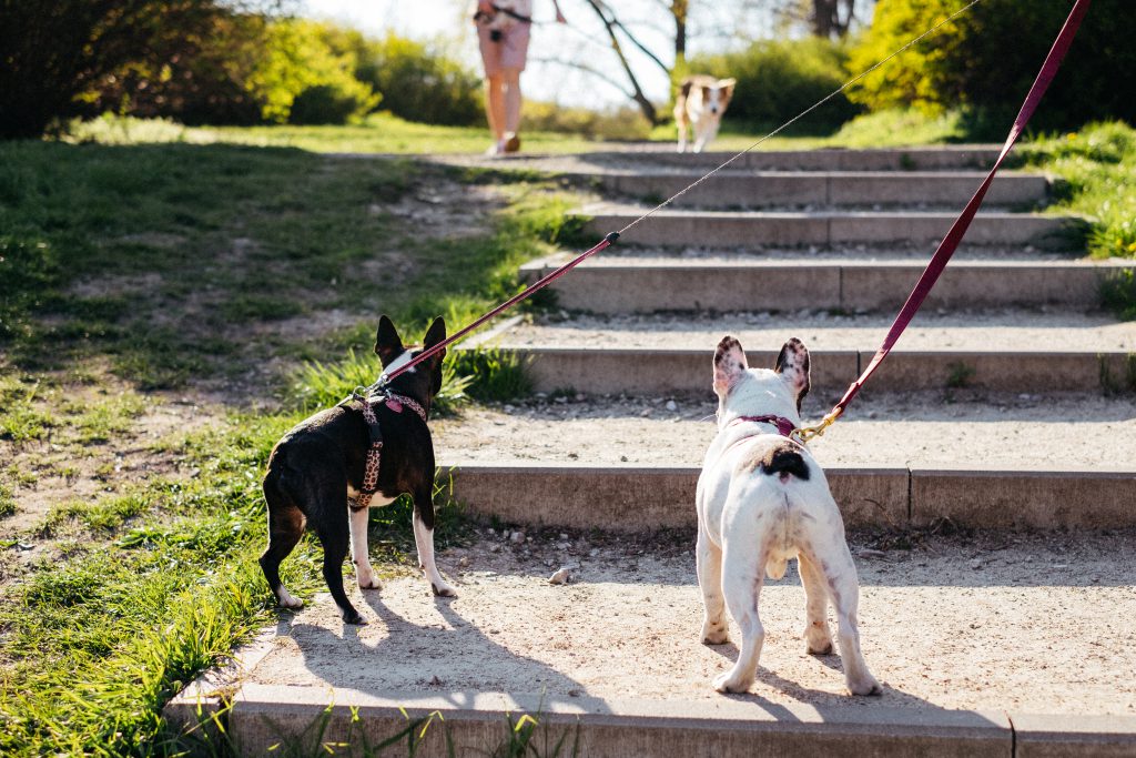 Dogs on a walk in the park 2 - free stock photo