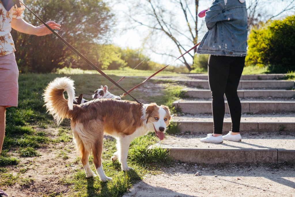 Dogs on a walk in the park 3 - free stock photo