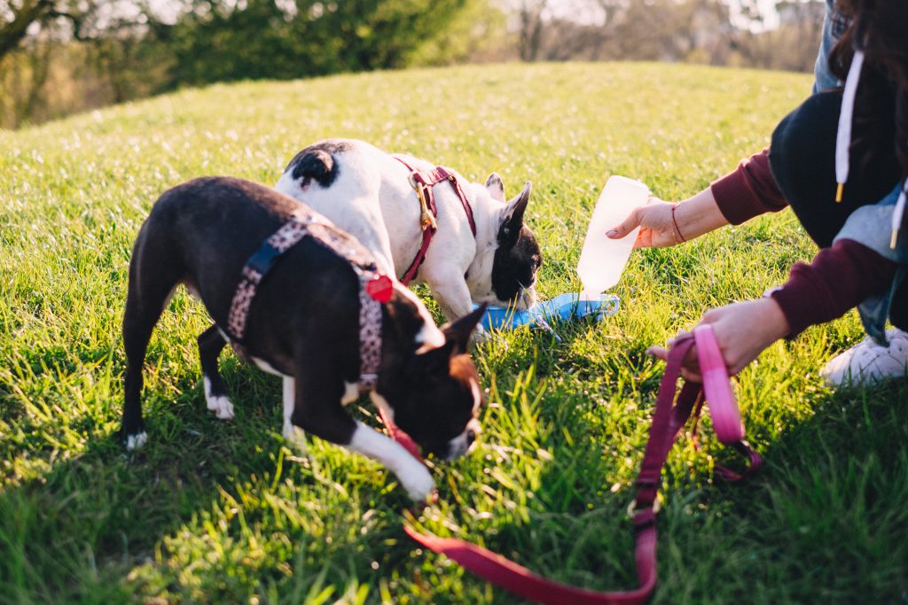 Dogs on a walk in the park 4 - free stock photo