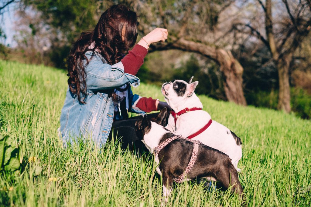 female_playing_with_two_dogs_in_the_park