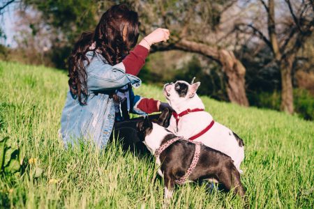 A female playing with two dogs in the park 2 - free stock photo