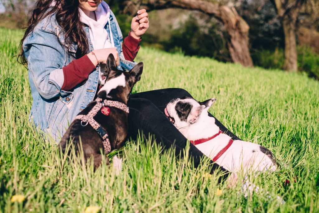 A female playing with two dogs in the park 3 - free stock photo