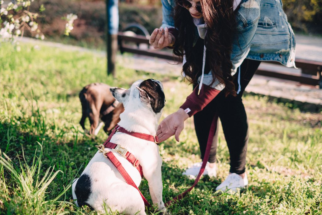 female_playing_with_two_dogs_in_the_park