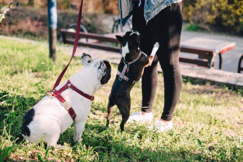 female_playing_with_two_dogs_in_the_park