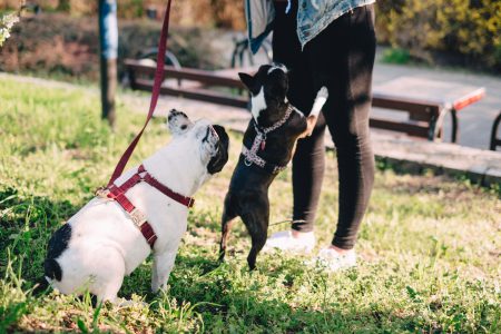 A female playing with two dogs in the park 5 - free stock photo