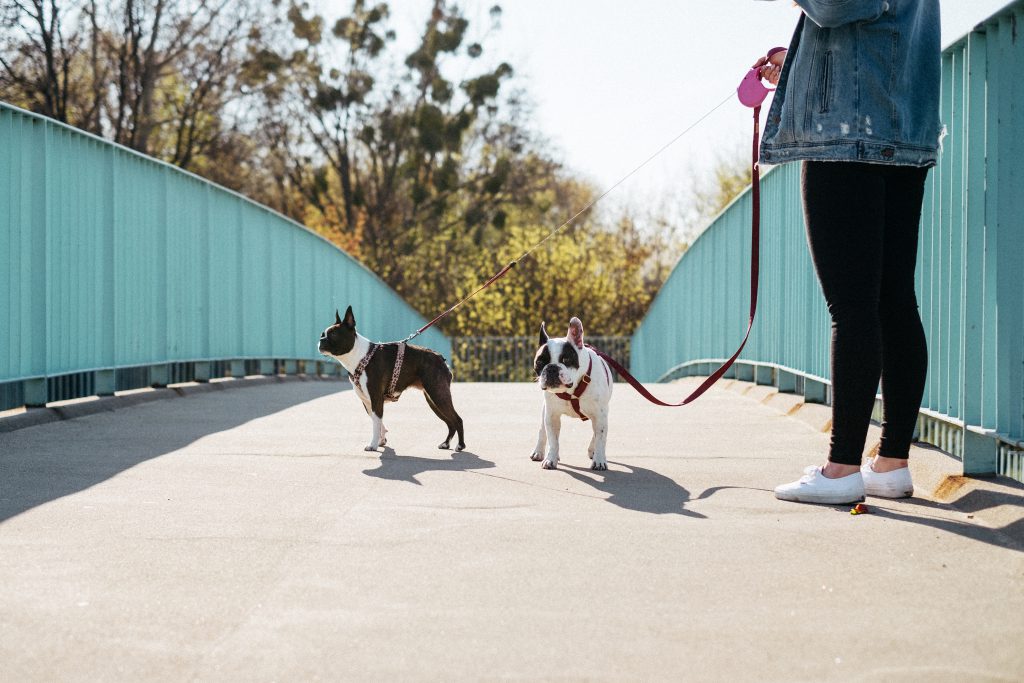 A female walking two dogs in the city - free stock photo