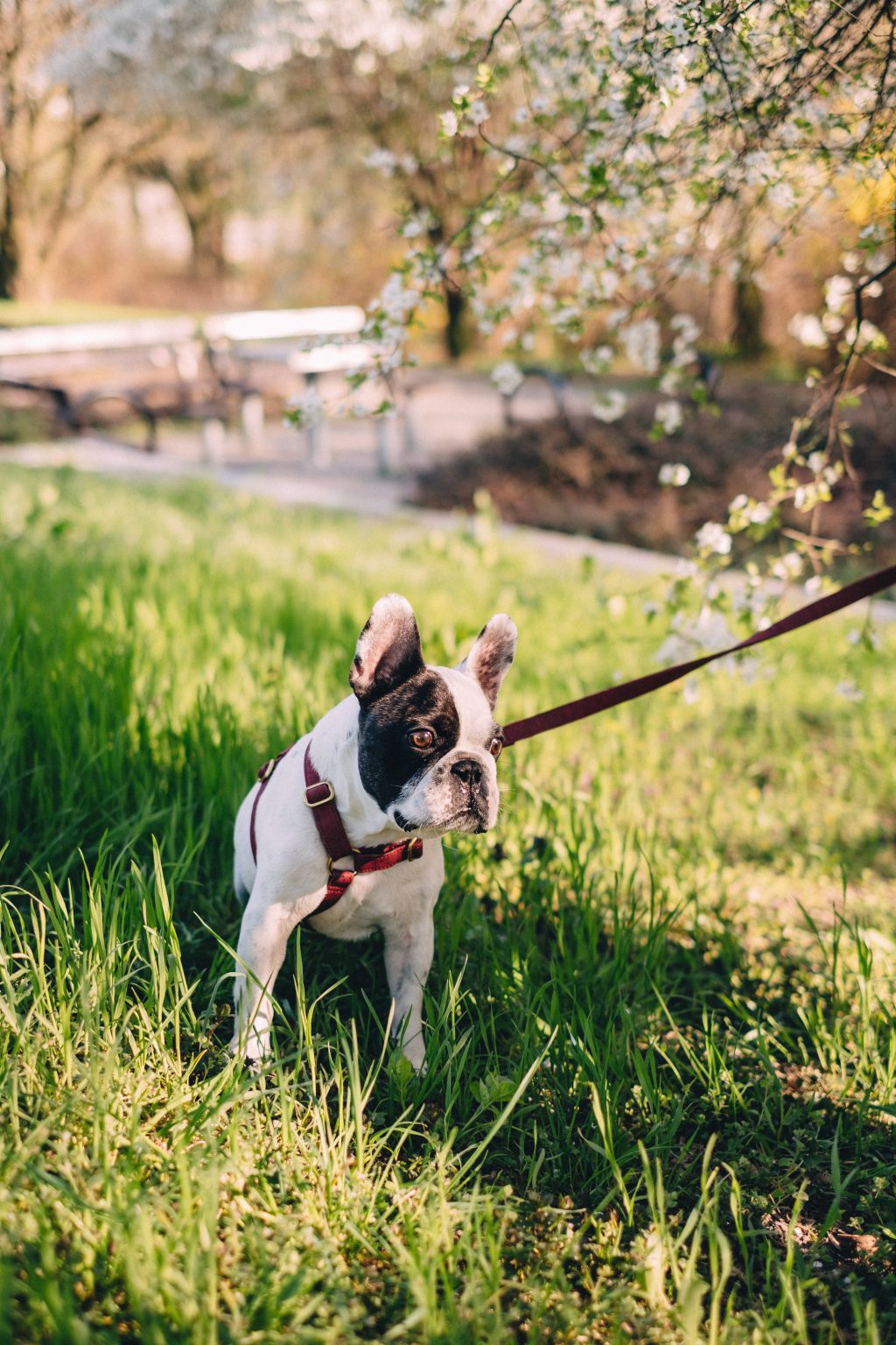 French Bulldog looking shocked on a walk in the park - free stock photo