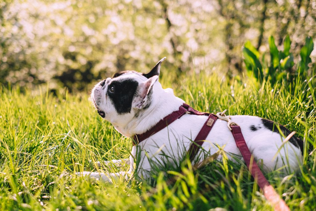 french_bulldog_posing_on_a_walk_in_the_park-1024x683.jpg