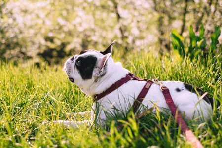 French Bulldog posing on a walk in the park - free stock photo