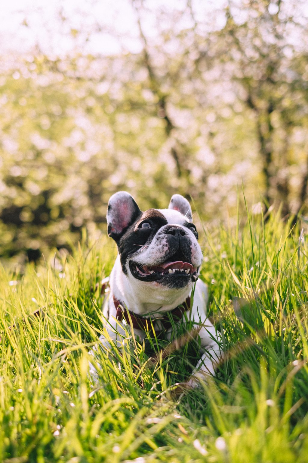 French Bulldog posing on a walk in the park 2 - free stock photo