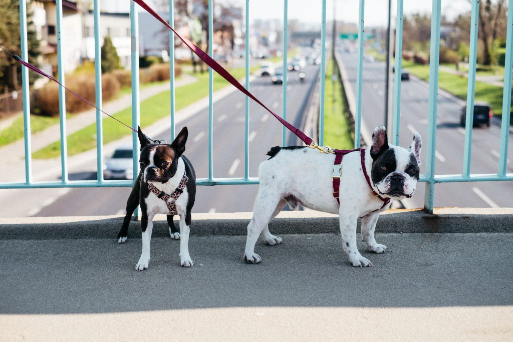 Two dogs on a walk in the city - free stock photo