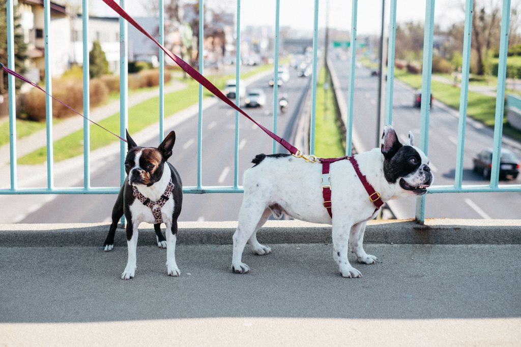 Two dogs on a walk in the city 2 - free stock photo