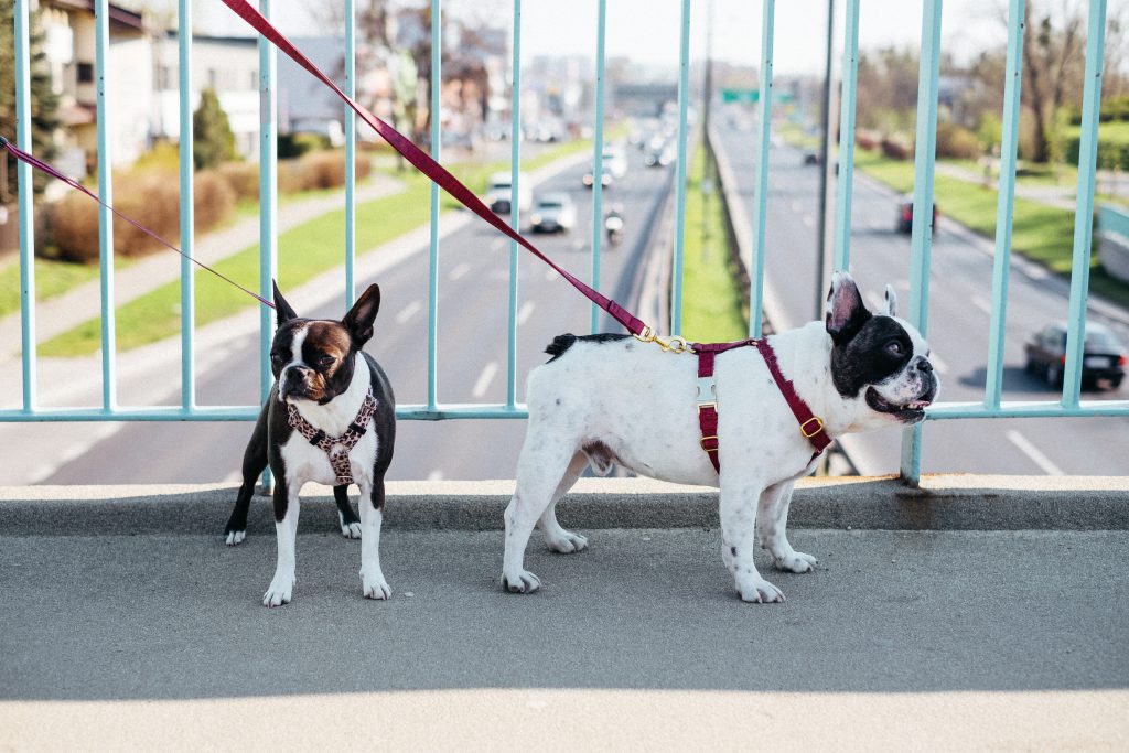 two_dogs_on_a_walk_in_the_city_2-1024x683.jpg