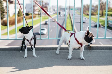 Two dogs on a walk in the city 3 - free stock photo