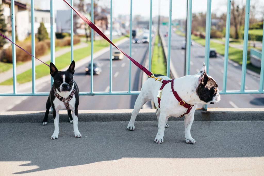 Two dogs on a walk in the city 4 - free stock photo