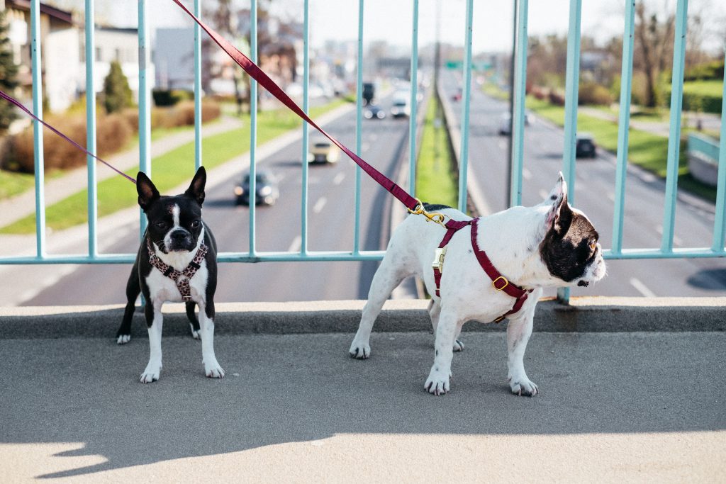 two_dogs_on_a_walk_in_the_city_4-1024x68