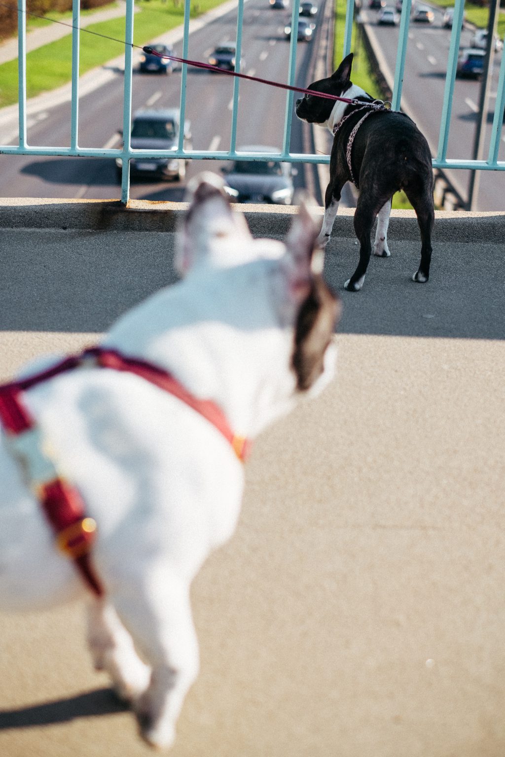 two dogs on a walk in the city 5