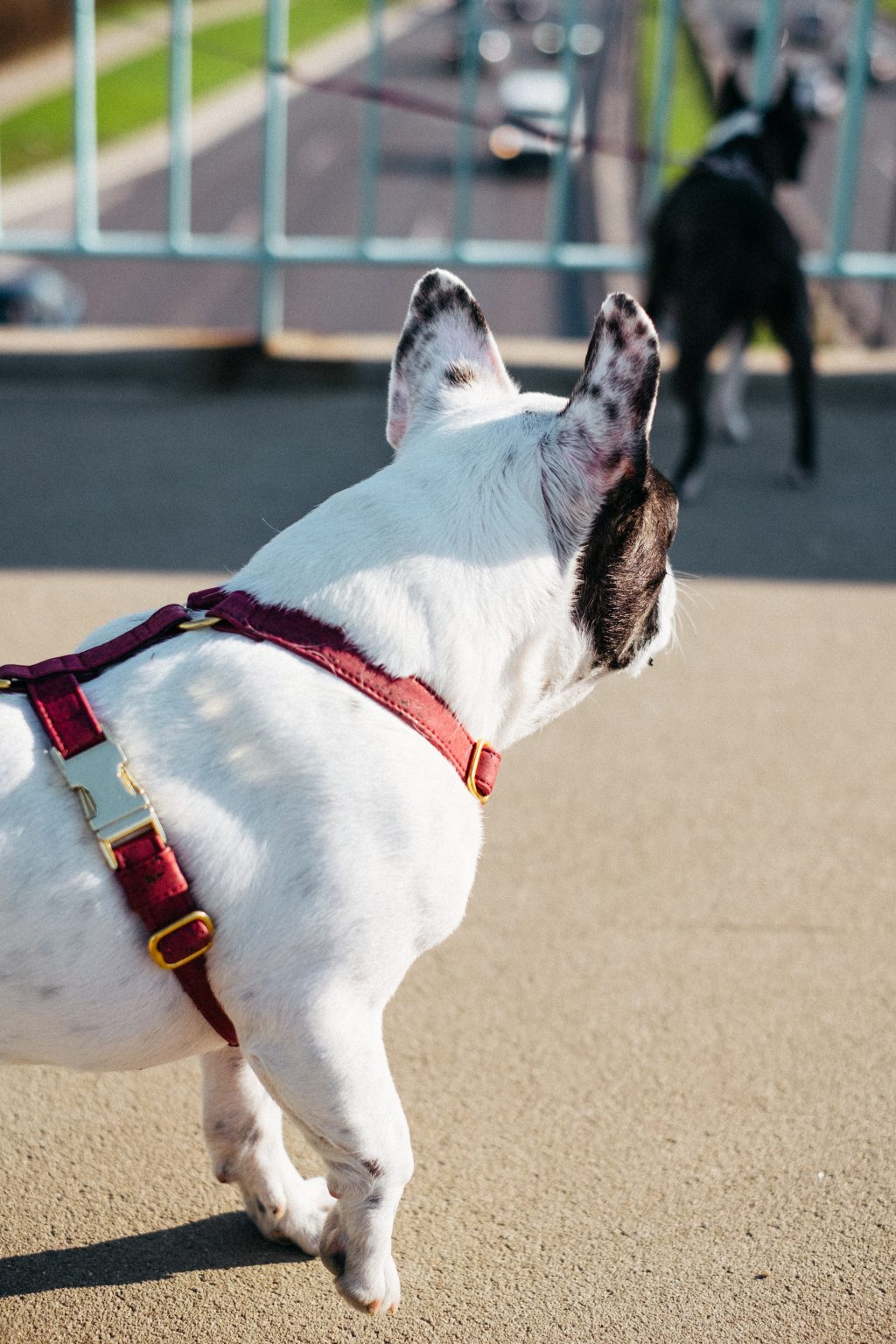 Two dogs on a walk in the city 6 - free stock photo