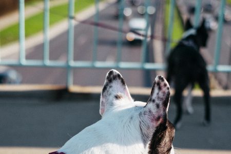 Two dogs on a walk in the city 6 - free stock photo