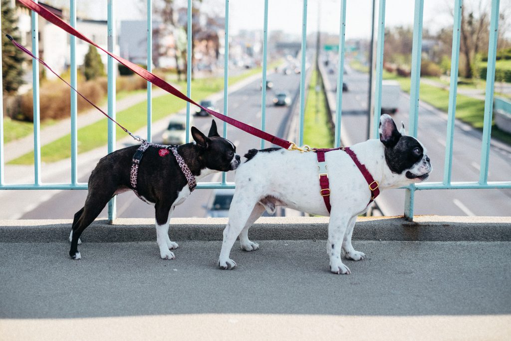 Two dogs on a walk in the city 7 - free stock photo
