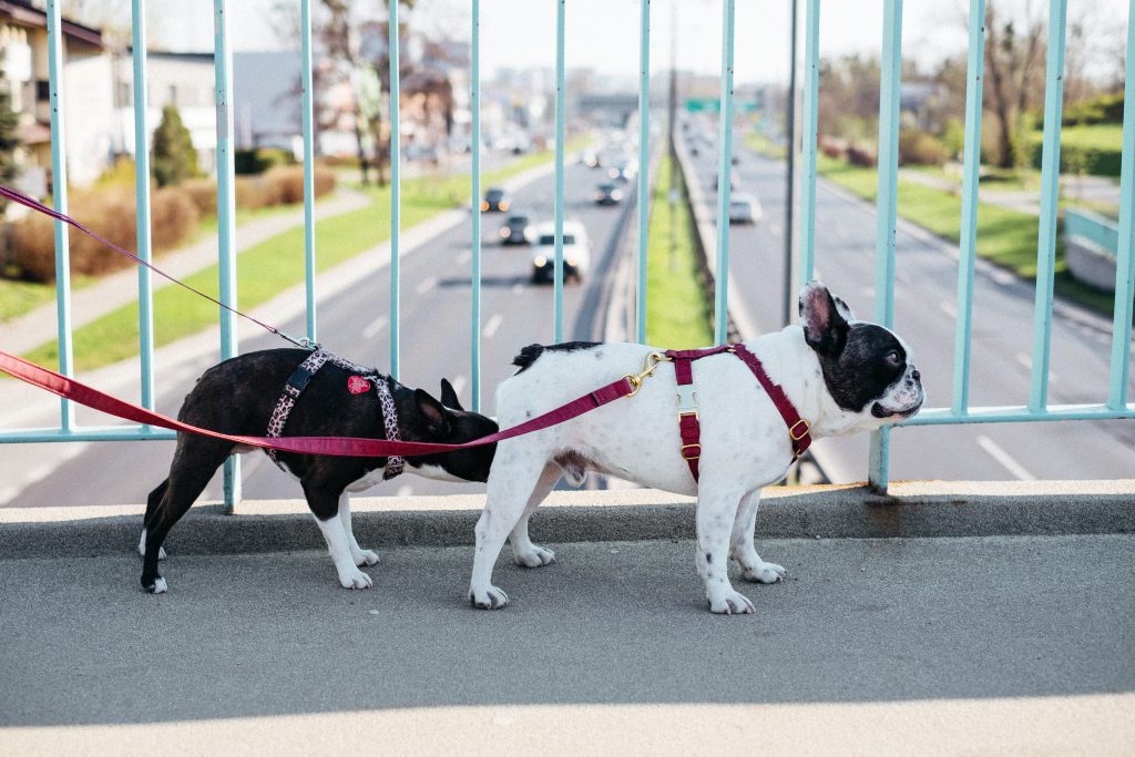 Two dogs on a walk in the city 8 - free stock photo