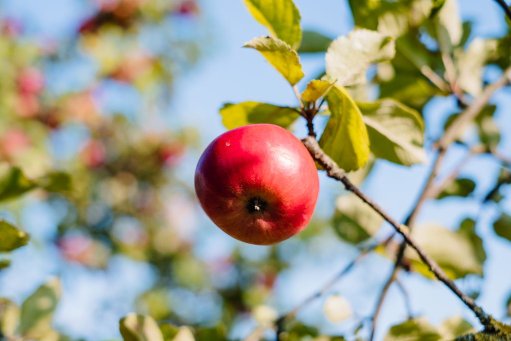 Apple on a tree - free stock photo