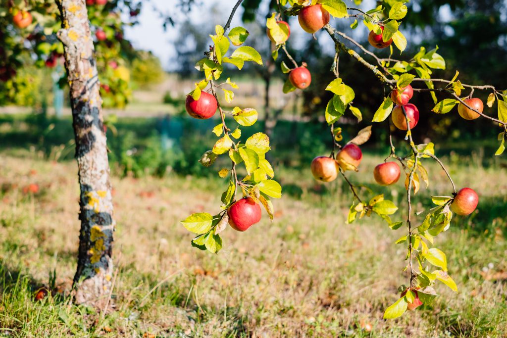 Apple tree 3 - free stock photo