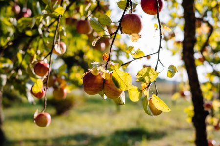 Apples on a tree 6 - free stock photo