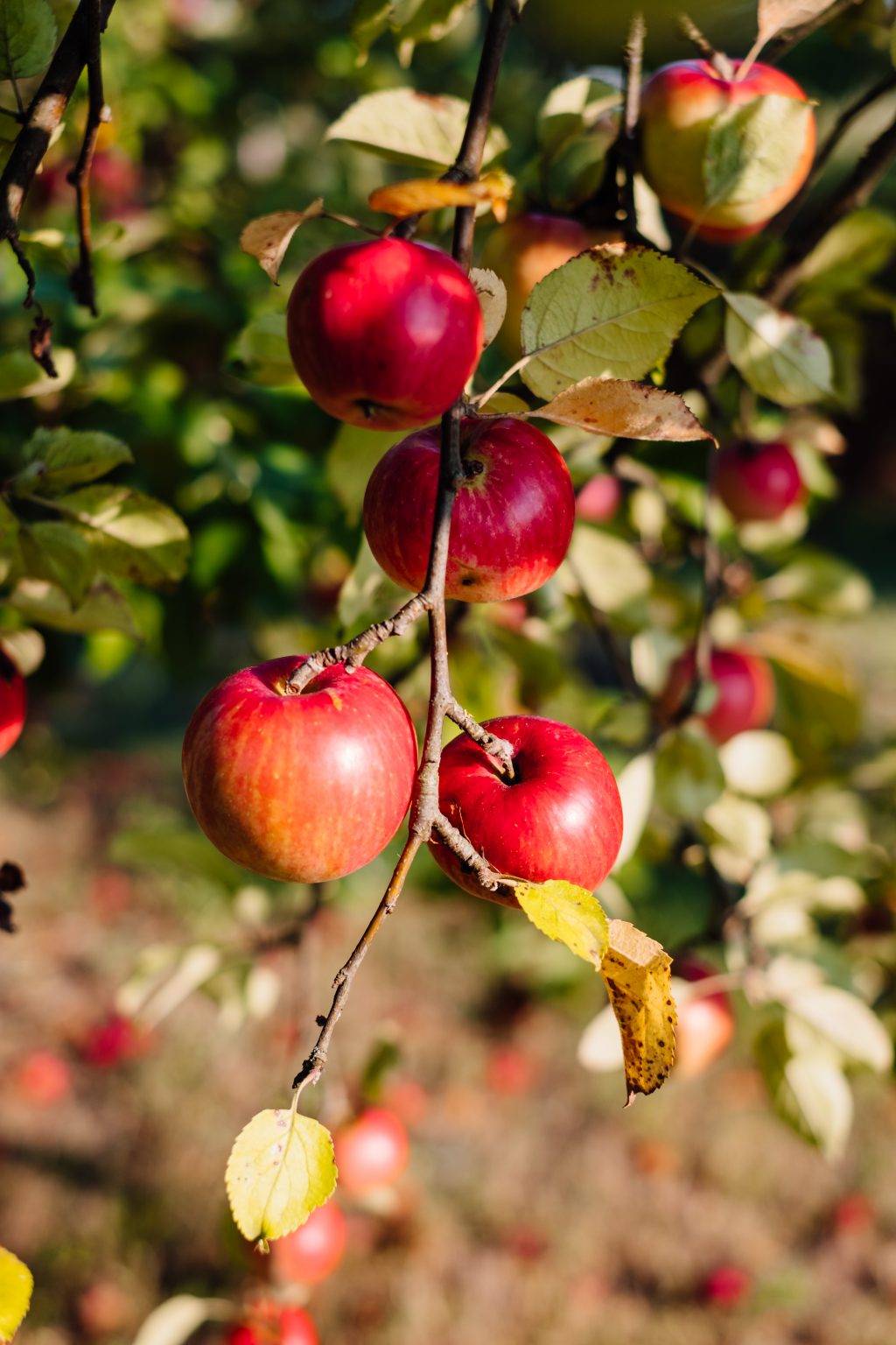 Apples on a tree 7 - free stock photo