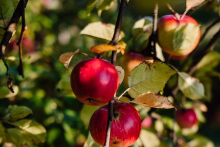 Apples on a tree 7 - free stock photo