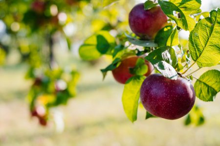 Apples on a tree 8 - free stock photo