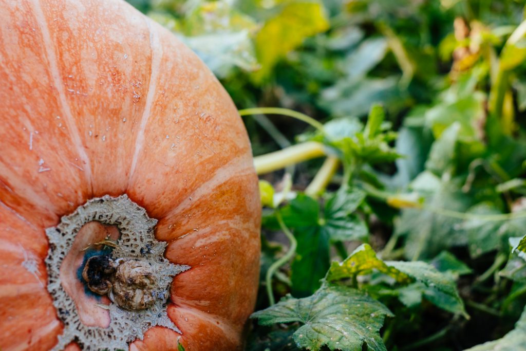 big_orange_pumpkin_in_the_garden_closeup