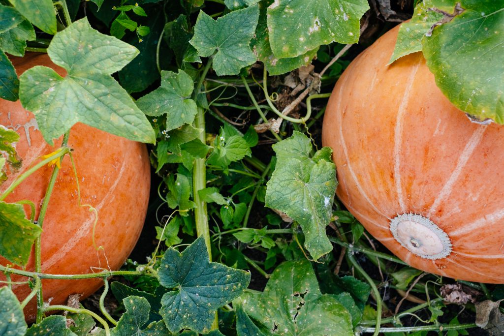 big_orange_pumpkins_in_the_garden_5-1024