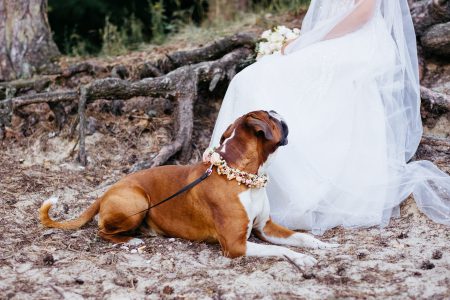 Boxer wearing a floral collar guarding the bride - free stock photo