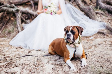 Boxer wearing a floral collar guarding the bride 2 - free stock photo